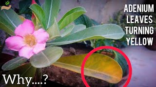 6 Reasons - Why the Adenium Leaves Turning Yellow? - Yellow Leaves on Adenium.