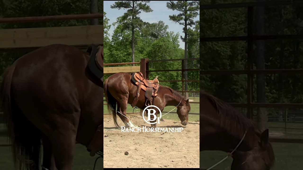 What Happens If A Rope Horse Gets Tangled Up In The 