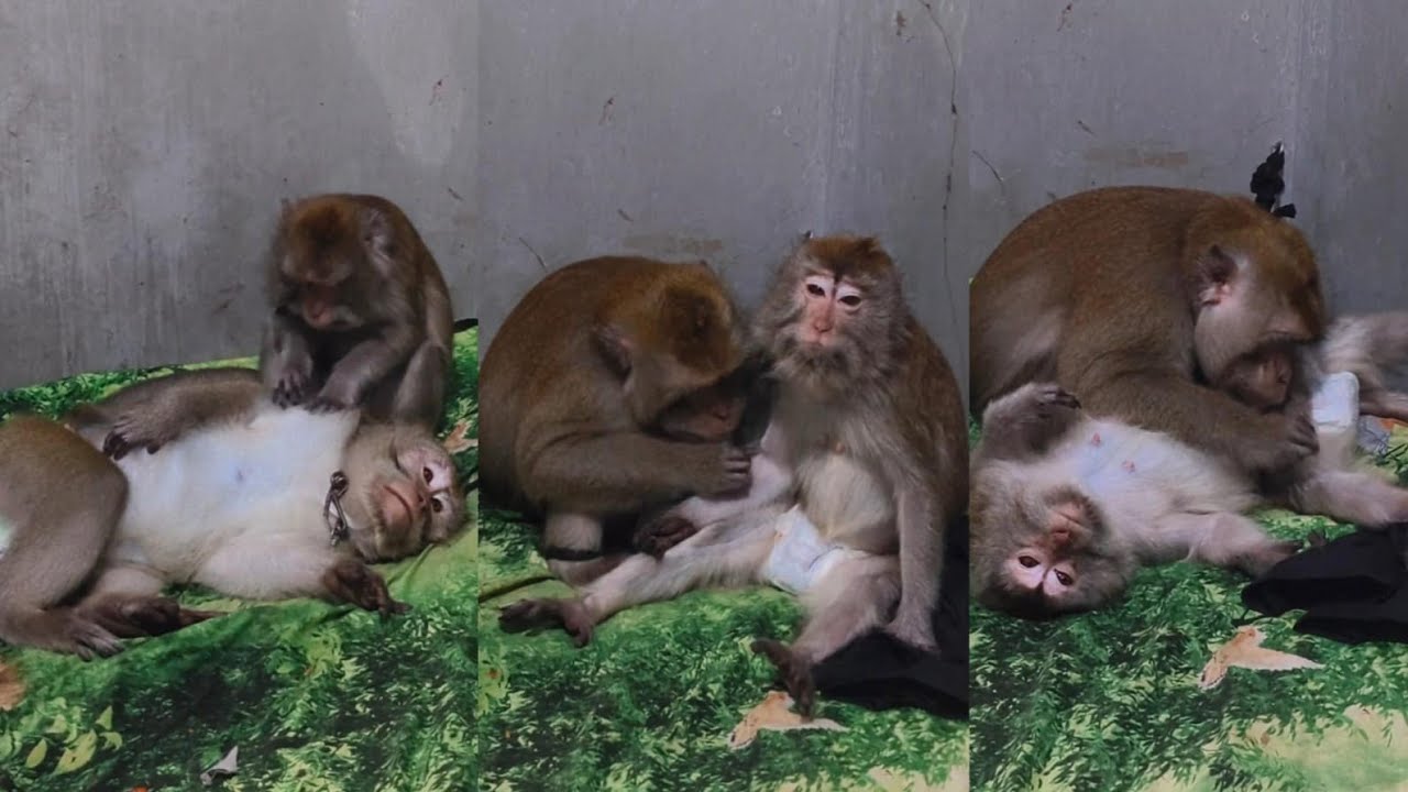 Quality Time Monkey Family Kentung & Mona ❤