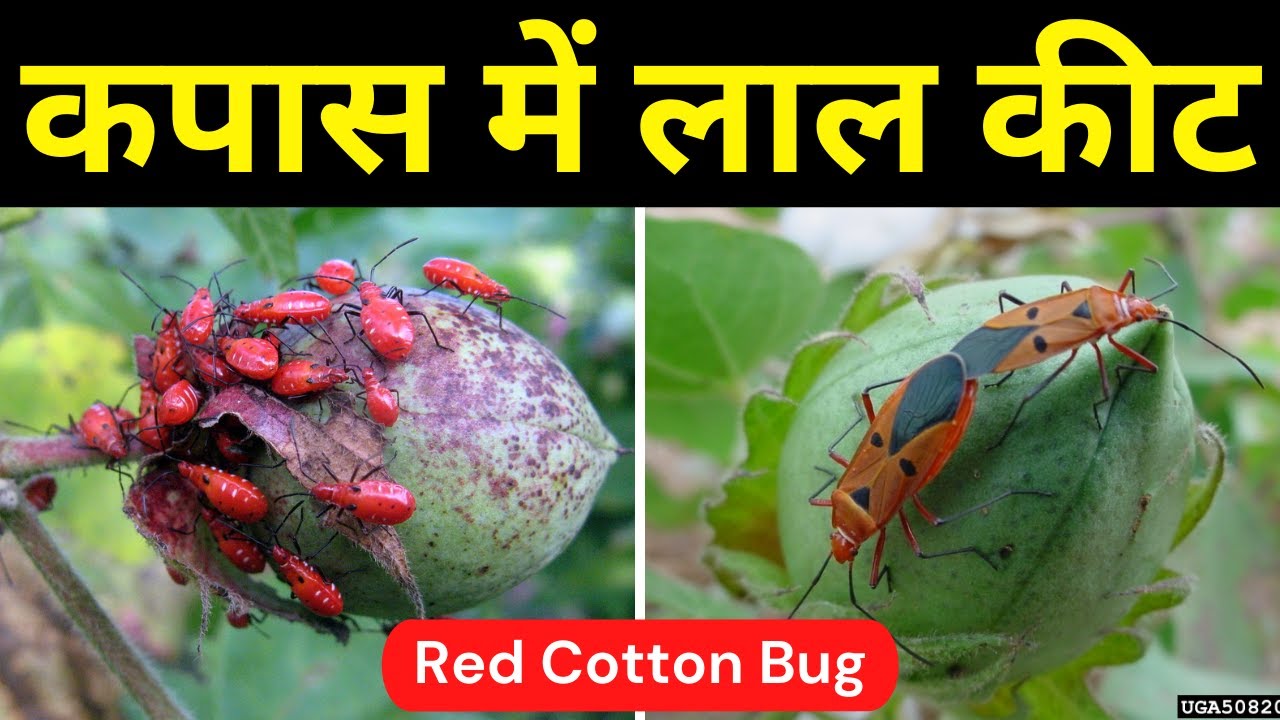 Red Cotton Bug