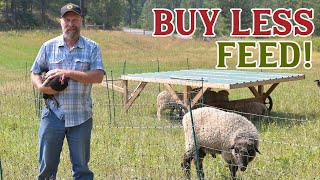 Feed more animals AND Healthier Pasture!?! (Start Multi-Species Rotational Grazing)