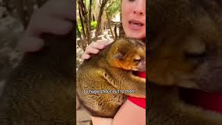 Zaboo is a rescue from Kinkatopia in Florida! #kinkajou #honeybear #zoo #zookeeper