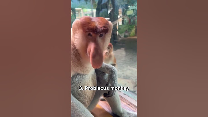 Weird sounds of different primates #monkey #gibbon #animalsounds