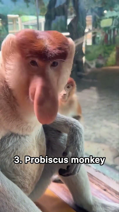 Suara aneh dari berbagai primata #monyet #siamang #suarahewan