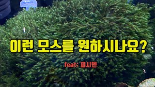 [해이리공방] 초보도 쉽게 따라 할 수 있는 모스 활착하기! 처음부터 풍성한 모스는 없다! 잘못 활착하면 못써~