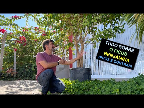 Vídeo: Como Cuidar Da Ficus De Benjamin