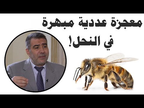 معجزة عددية مبهرة في النحل هل كان النبي الكريم يعلم عدد الكروموسومات