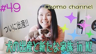 犬の出産 Youtube 犬の出産 Youtube