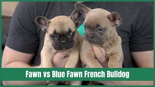 Blue Fawn vs Fawn Colored French Bulldog