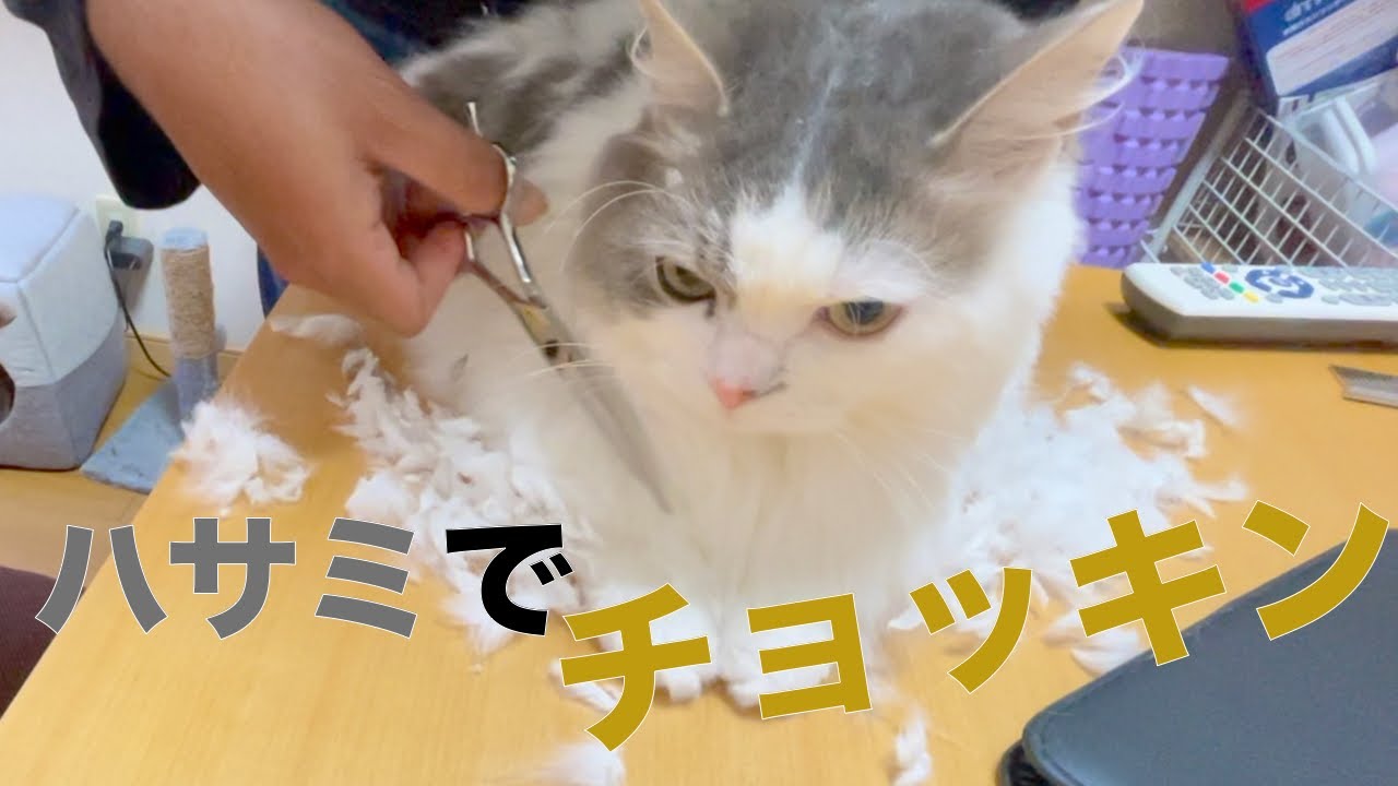 ハサミでチョキチョキ長毛猫のサマーカット Youtube