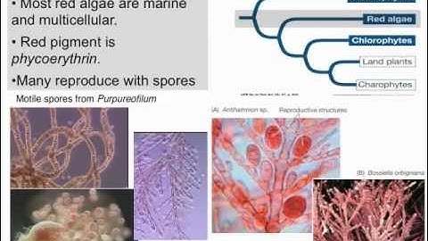 BIS2C FALL2012 Lecture 10 version 2