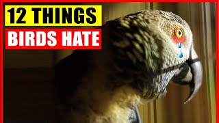 12 Things Birds Hate and Owners Must Avoid by Jaw-Dropping Facts 8,592 views 9 months ago 10 minutes, 21 seconds