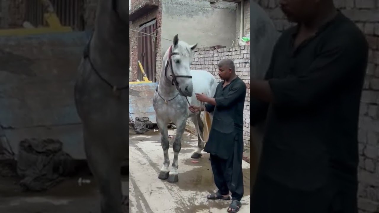 Shah Murtajiz Badshah OR Murtajiz Badshah