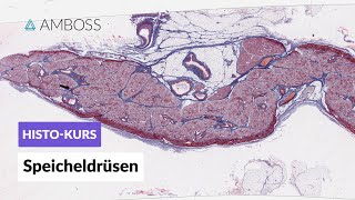 Histologie Speicheldrüsen (Parotis, Glandula submandibularis & Glandula sublingualis) - AMBOSS Video screenshot 4