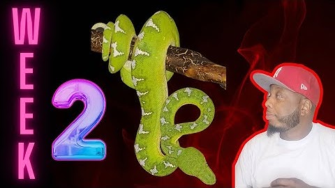 WEEK 2 ESTABLISHING IMPORT EMERALD TREE BOA #emeraldtreeboa #boa #coralluscaninus