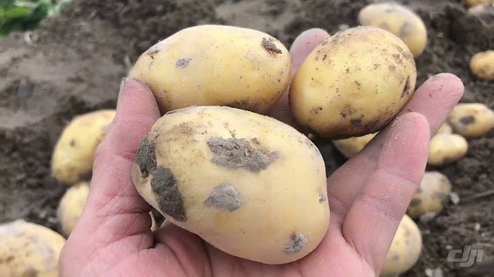 Cách để giống khoai tây