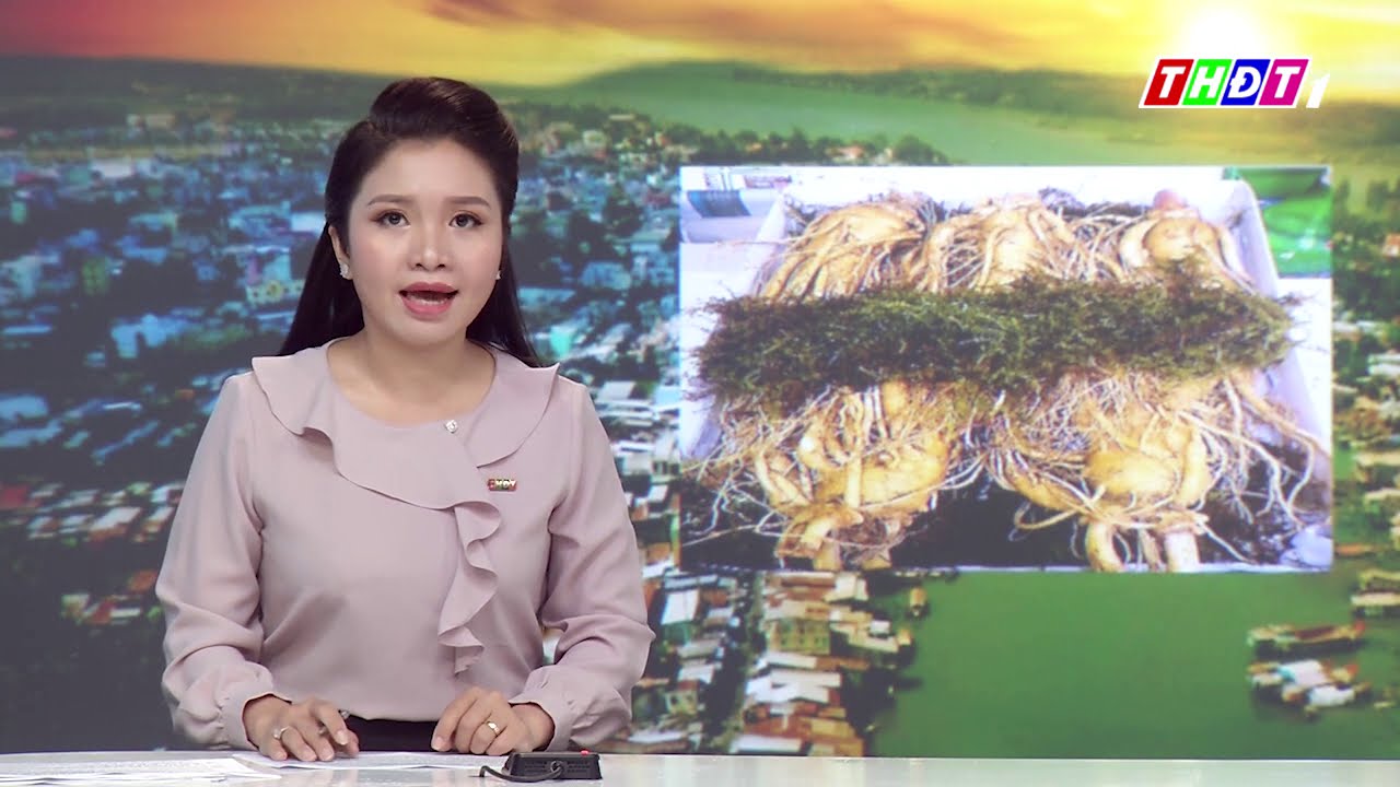 Sâm tươi giá bao nhiêu