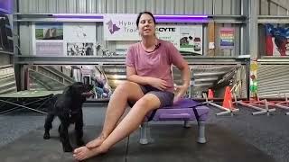 All about the Iliopsoas muscle (psoas or hip flexor) in dogs