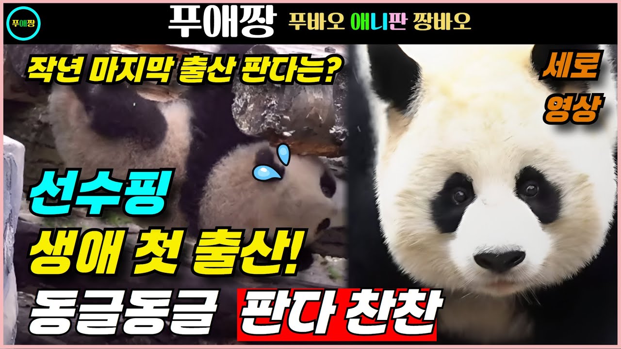 선수핑 판다 찬찬. 작년 중국 판다 보존연구센타에서 가장 마지막 출산을 한 판다이며 첫출산에 쌍둥이 판다들 낳았다네요 - YouTube