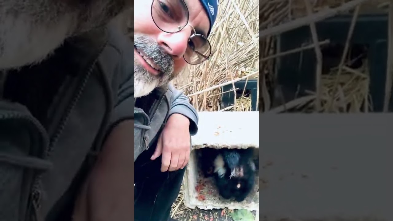 Pulling the Skunks Tail