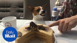 jack russell cake