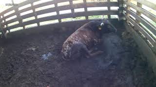 Loading Bulls and Holsteins