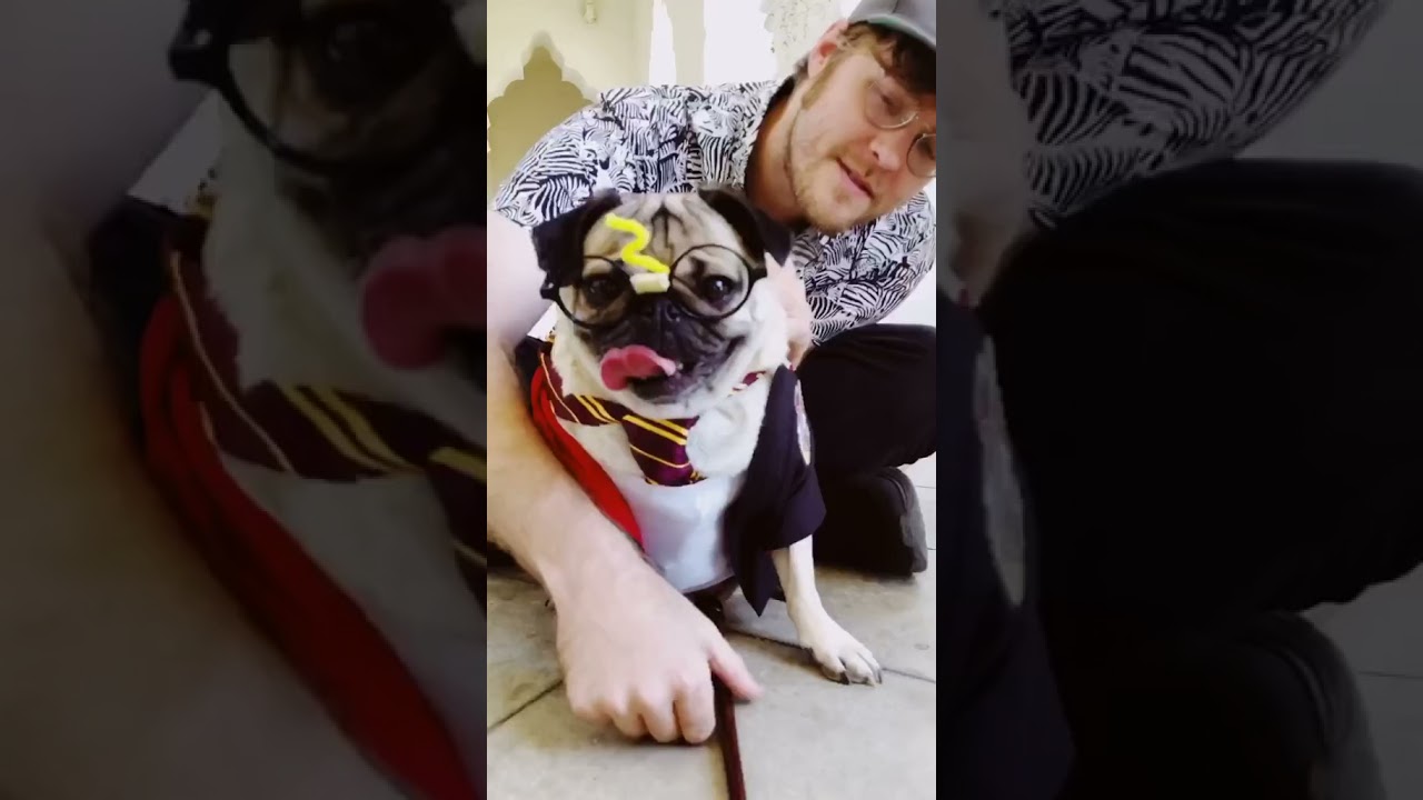 A Tour of Doug The Pug’s Epic Closet 