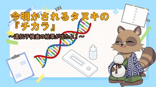 【遺伝子検査】今明かされるタヌキの『チカラ』【結果が出たよ！】