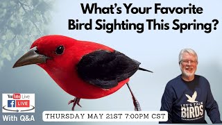 What’s Your Best Bird Sighting This Spring? Birding Stories & Live Q&A