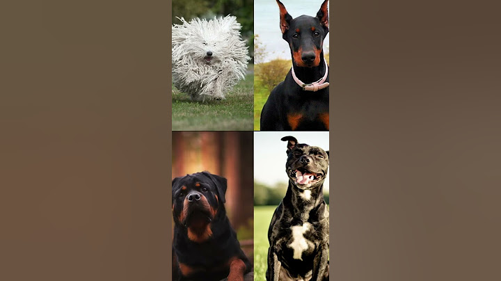 Top 10 Best Guard Dog Breeds in the World