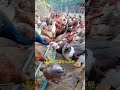 三农 养殖 养鸡 搞笑 饲养员日常 正能量 搞笑 饲养员日常 正能量 百科密码 熱門 鸵鸟蛋 三农 养殖 养鸡 搞笑 饲养员日常 正能量 搞笑 饲养员日常 正能量 百科密码 熱門 鸵鸟蛋