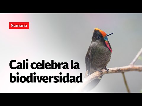 Webinar Biodiversidad y negocios verdes: un pacto por el planeta