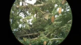 Great horned owlet sleeping in the wind