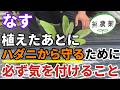 【なす】ハダニを寄せ付けない為に、植えた後必ずやってほしい気を付けてほしいこと【家庭菜園】