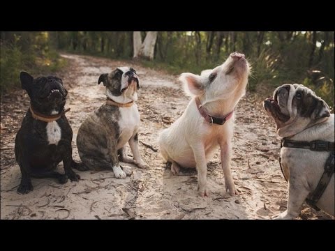 Adorable House Pig Acts Just Like Her Dog Siblings