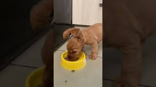 Parte 2 | Cocker Spaniel Inglés, un perro adorable y lleno de energía  #shorts #animales