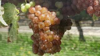 Lawson's Dry Hills Wines - Gewürztraminer