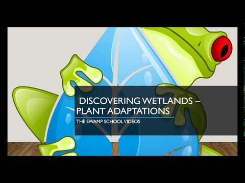 Morphological Adaptations of Wetland Plants