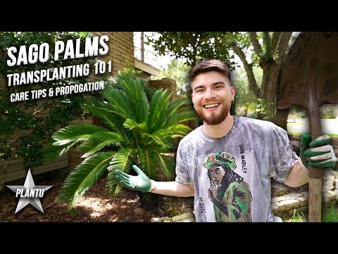 How to Grow Sago Palms! Transplanting Update, Care Tips, Propagation & Tutorial! Cycas revoluta