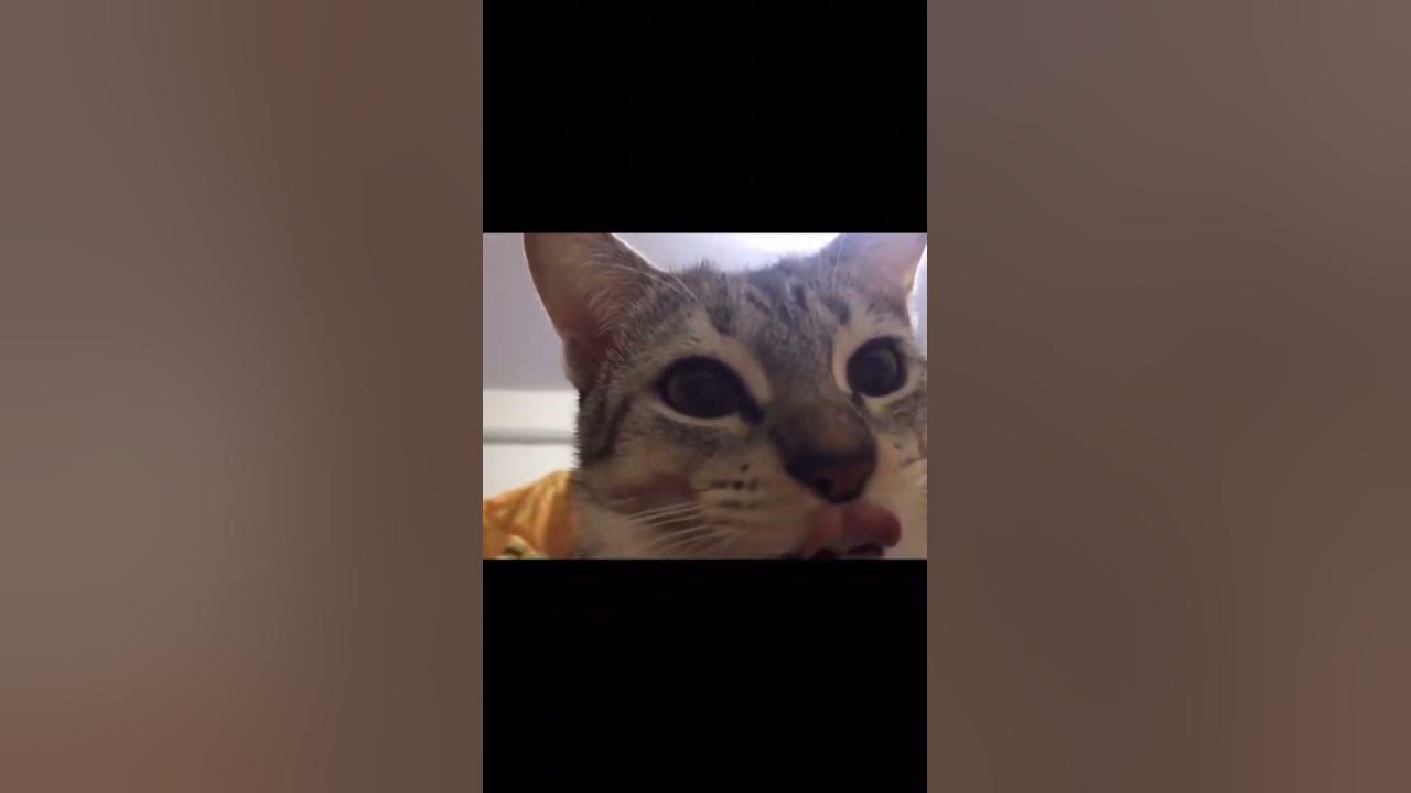 мемный кот с добавленным оглушающим звуком.(включите погромче) - YouTube