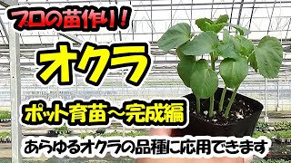 【苗のプロが教える】オクラの苗作り　ポット育苗完成編9cmポットあらゆるオクラの品種に応用できます