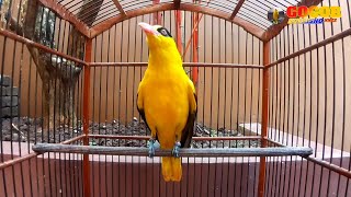 KEPODANG GACOR - SUARA BURUNG KEPODANG GACOR COCOK BUAT PANCINGAN KEPODANG AGAR BUNYI