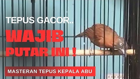 ‼️SUPER GACOR MASTERAN TEPUS KEPALA ABU COCOK UNTUK BIKIN TEPUS MU GACOR