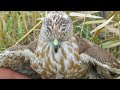 How shikra hunts button quail ||Small hunting with Shikra || Raptors Today