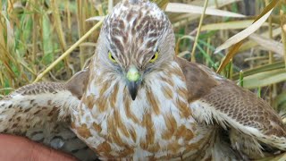 How shikra hunts button quail ||Small hunting with Shikra || Raptors Today