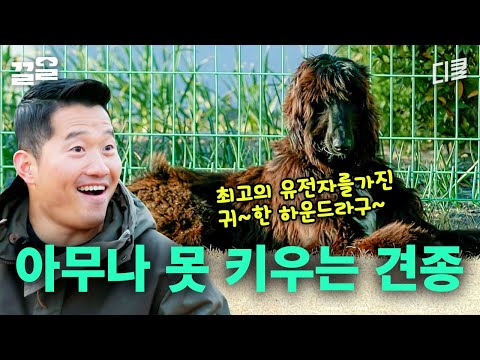 아프간하운드 첫 만남 썰 푼다ㄷㄷ 아무나 못 키우는 견종이라고 하는 이유! 선택받은 반려인? | 고독한훈련사