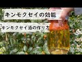 【香りが効く】ビンの中に香りを封じ込めよう!!キンモクセイで美味しい薬用酒作り<植物の力>