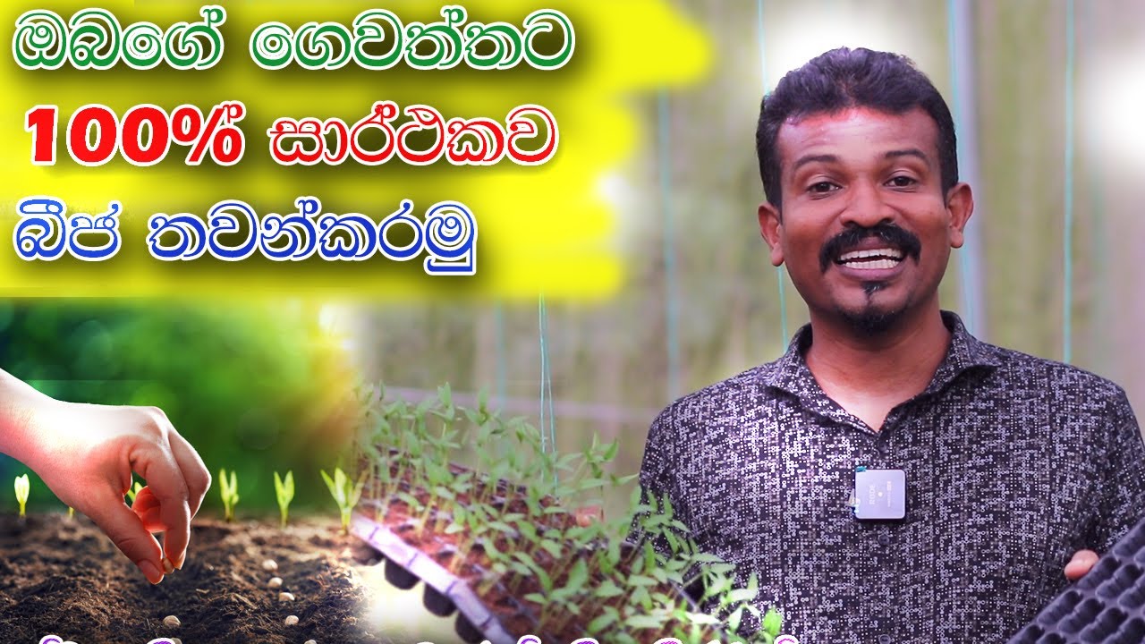 මෙහෙම පැල කලොත් හැම ඇටයක්ම පැලවෙනවා tips to planting seeds