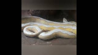ලස්සන පිඹුරො 🐍 කලින් දැකල තියේද?? #shorts #viralpython #trending