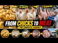From Baby Chicks to Meat | Real Farm Process